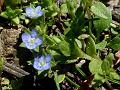 Corn Speedwell